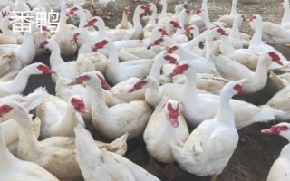 番鴨和水鴨的區(qū)別，外觀、習(xí)性和科屬均不同