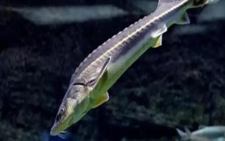 鱘魚屬于淡水魚還是海魚，應視情況而定
