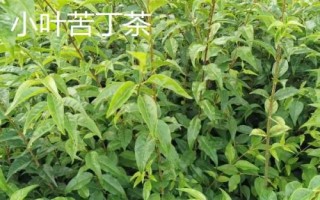 小葉苦丁茶和大葉苦丁茶的區(qū)別，產(chǎn)地和口感均不同