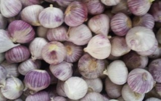 獨(dú)頭蒜和普通大蒜的區(qū)別，二者蒜瓣形態(tài)不同