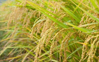 廣源占5號(hào)水稻種子特征特性，注意防治稻瘟病和白葉枯病