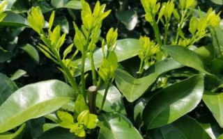怎么加快柑橘秋梢的老熟速度，疏除病果可減輕樹體負(fù)擔(dān)