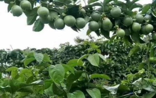 百香果不結(jié)果怎么辦，需噴水降溫或人工授粉等