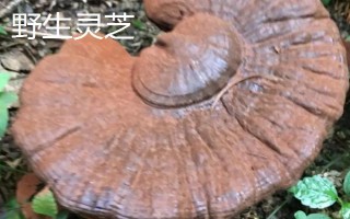 如何區(qū)分野生靈芝與人工培育靈芝，可以從色澤、大小等方面區(qū)分