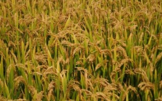 連粳6188水稻品種簡(jiǎn)介，旱育秧每畝播量35~40公斤