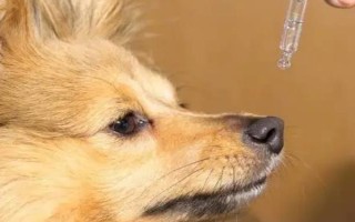 狗狗一直哆嗦的原因，可能是緊張害怕或氣溫較低等