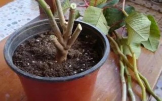 一品紅的換盆注意事項(xiàng)，可以在早春進(jìn)行