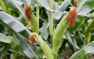哈育887玉米品種簡(jiǎn)介，種植密度不宜過(guò)大