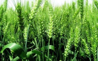揚(yáng)糯麥2號(hào)小麥種子介紹，適期播種每畝基本苗16萬左右