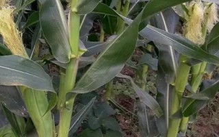 鑫玉988玉米品種的特性，全生育期124天