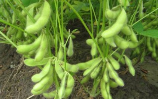 中黃40大豆種子簡(jiǎn)介，大豆花葉病毒病SC-3中抗