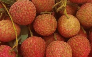 仙進(jìn)奉荔枝品種簡(jiǎn)介，生長(zhǎng)周期為90天