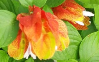 蝦衣花的繁殖方法，可扦插、播種或壓條繁殖