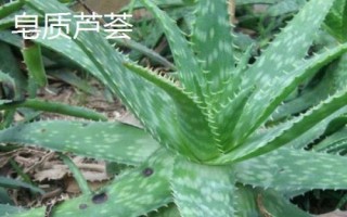 藥用蘆薈的種類，包括開普蘆薈、皂質(zhì)蘆薈等品種