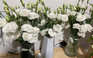 白色洋桔梗的花語，寓意純潔美好、真摯愛情等