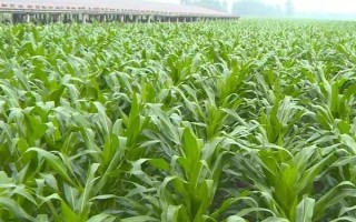 裕豐512玉米品種簡(jiǎn)介，中抗莖腐病