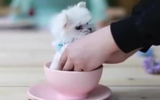 茶杯犬喂哪種食物，一歲左右主喂牛奶和雞蛋、超過一歲后主喂狗糧