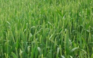 濟麥117小麥種簡介，中抗白粉病