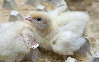 小雞能不能喝牛奶，飼喂牛奶容易拉稀