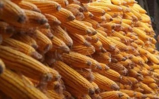 金湘甜5號(hào)玉米種子簡(jiǎn)介，7月中旬至8月初播種