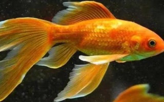 金魚的魚鰭數(shù)量，分為尾鰭、臀鰭、背鰭、腹鰭、胸鰭這5個