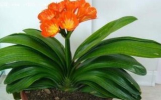 君子蘭不能送人的原因，對(duì)環(huán)境的要求較高、隨意贈(zèng)送會(huì)造成麻煩