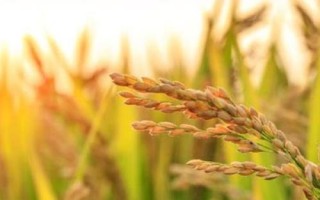 寧香粳9號水稻種簡介，一般5月中旬播種