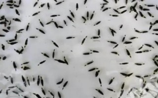 鱖魚(yú)苗的價(jià)格，地區(qū)會(huì)影響到實(shí)際售價(jià)