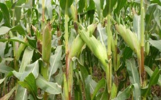 陜單915玉米品種的特性，每畝適宜密度5000株