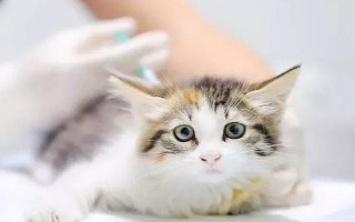 犬貓氨基糖苷類抗生素中毒臨床癥狀，可致機體麻木、頭昏、耳鳴等