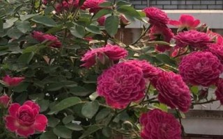 樹狀月季的品種，常用這8種嫁接