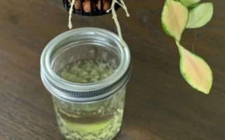 家中怎么水培仙客來，選擇透明的玻璃瓶作為容器