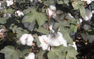 冀中658棉花品種的特性，地膜棉田在4月20日左右播種