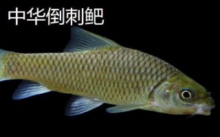 軍魚好不好吃，肉質(zhì)細(xì)嫩鮮美深受消費(fèi)者歡迎