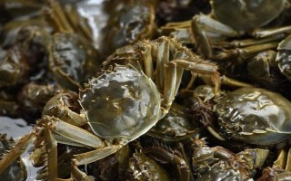 哪種餌料受到螃蟹的喜愛，可飼喂小魚蝦、螺肉等葷餌