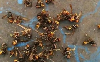 什么是雄蜂，是指由卵細(xì)胞發(fā)育成的雄性蜂種
