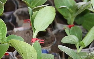 黃瓜嫁接后高產(chǎn)管理技術(shù)，嫁接后需遮光處理