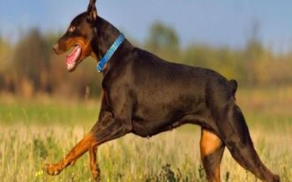 杜賓犬適合吃什么狗糧，愛慕絲、麥頓、麥德琳等品牌均為適宜選擇