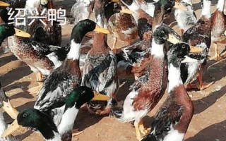 鴨有哪些品種，包括高郵鴨、北京鴨、紹興鴨等種類