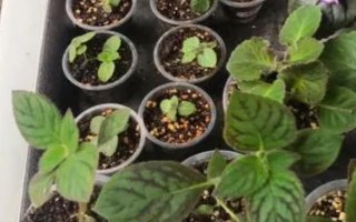 大巖桐小苗的施肥方法，發(fā)芽后每隔十天追肥一次