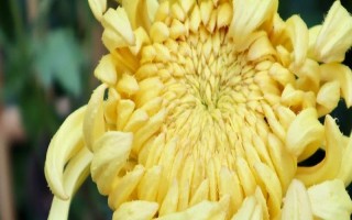 菊花的種植時(shí)間，取決于繁殖方法