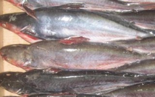 巴沙魚刺多嗎，屬于刺比較少的魚類品種