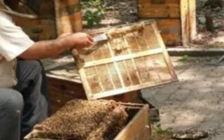 養(yǎng)一年蜜蜂能不能掙20萬，主要取決于蜂種、規(guī)模、養(yǎng)殖技術(shù)等條件