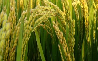 簡兩優(yōu)534水稻品種的特性，全生育期152.0天