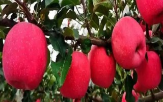 響富蘋果品種簡介，其優(yōu)質(zhì)果率高達90%以上