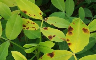 花生下針多用什么藥物，烯效唑、縮節(jié)胺、蕓苔素內(nèi)酯是適宜選擇