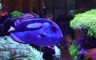 海水魚的飼養(yǎng)方法，每個月?lián)Q一次水