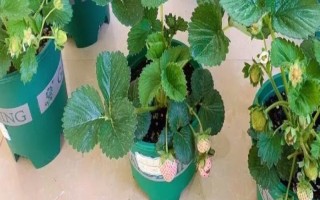 盆栽草莓苗怎么定植，將根系埋入土壤中再壓實澆水