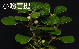 小盼菩提與菩提樹有什么區(qū)別，前者葉片寬大且表面光滑、后者葉片呈革質(zhì)