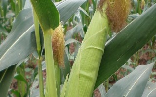 J8525玉米種子特點，播種澆水